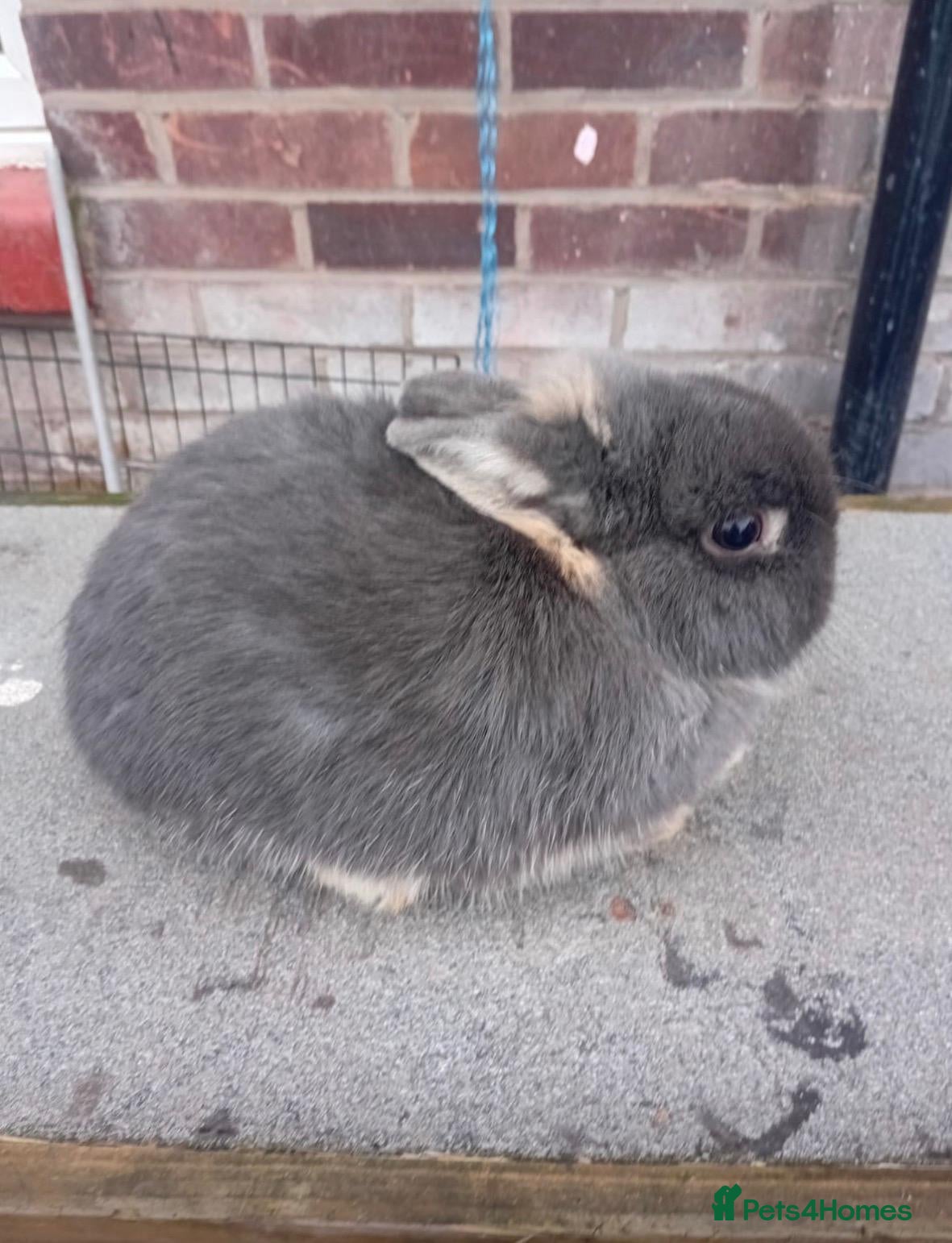 Netherland Dwarf rabbits Netherland dwarf rabbits  - Advert 1