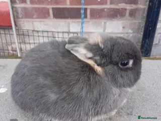 Netherland Dwarf rabbits Netherland dwarf rabbits - Advert 1