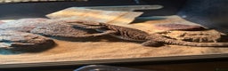 Bearded Dragon reptiles for sale: 4-Month-Old Bearded Dragon for Sale – Full Set up - Advert 3
