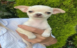 Chihuahua dogs for sale: Chihuahua puppies smooth coat - Image 7
