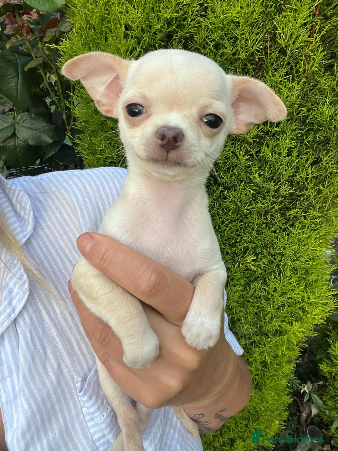 Chihuahua dogs for sale: Chihuahua puppies smooth coat - Image 7