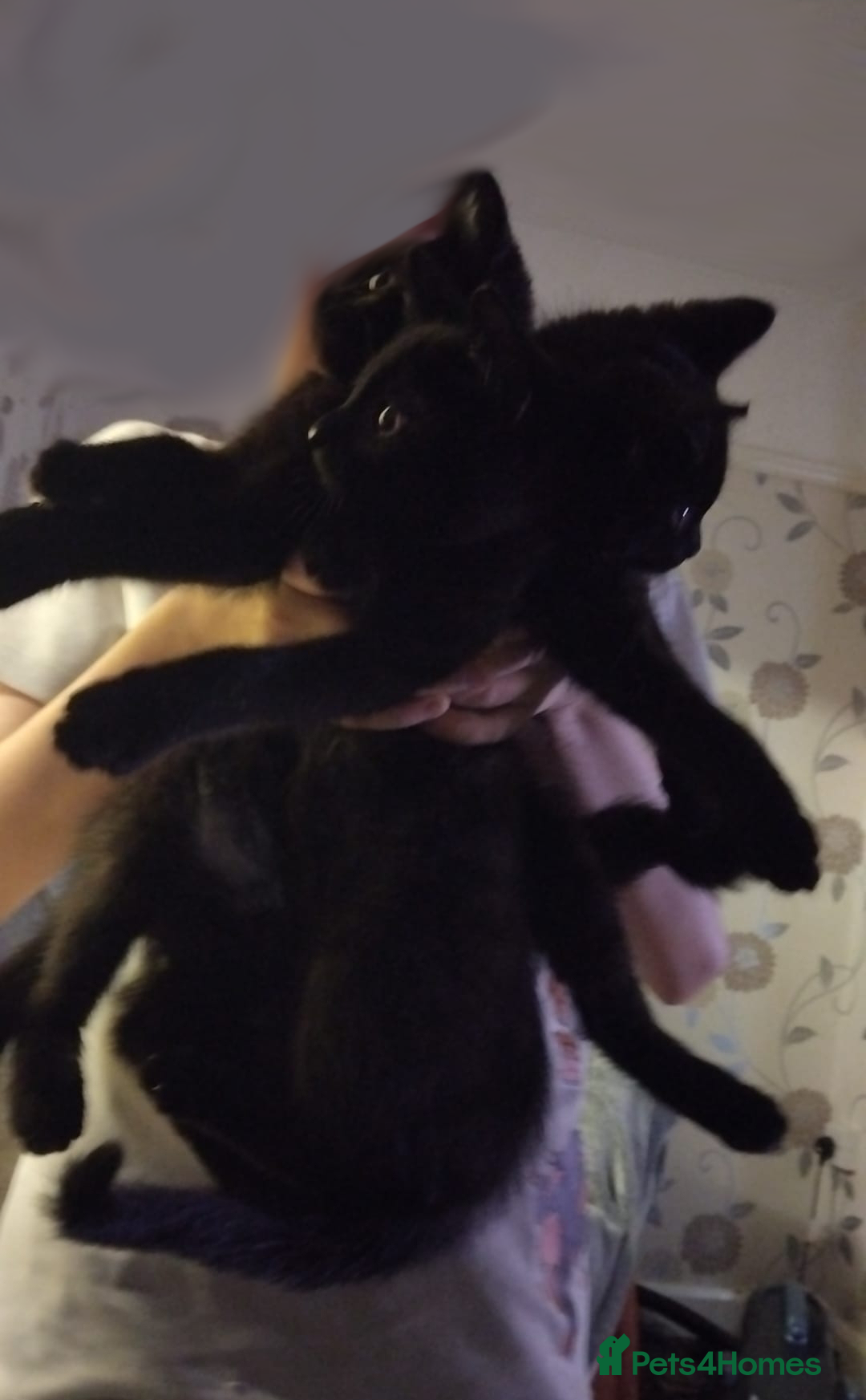 Domestic Shorthair cats for sale: 3 black kitties for sale - Image 5