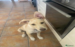 Mixed Breed dogs for adoption: Beautiful Blanca - Image 5