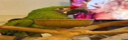 Macaws birds for sale: Military Macaws Babies Hand Reared-Male and Female - Advert 6