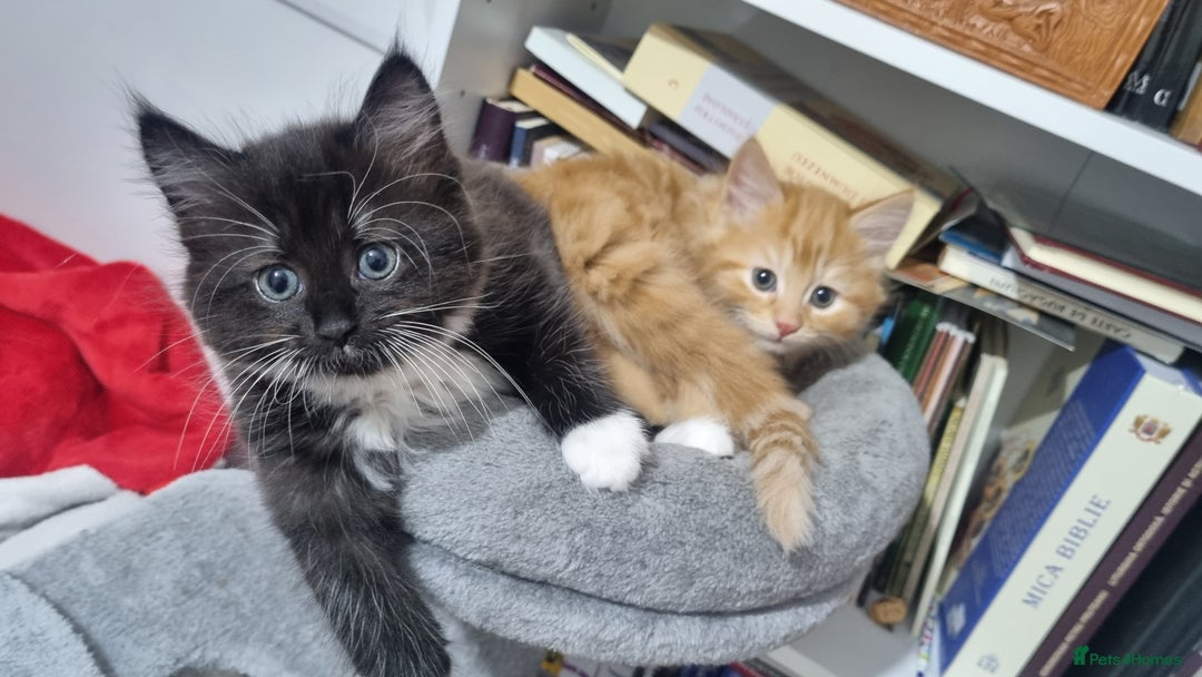 Turkish Angora cats for sale: Beautiful Fluffy Kittens Looking for Loving Homes - Image 1