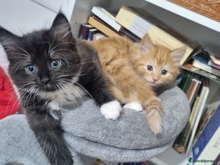 Turkish Angora cats - Advert 2