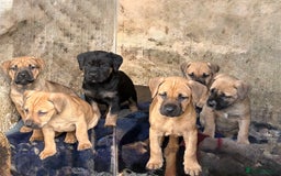 Rottweiler dogs for sale: Rottweiler × Black Mouth Cur  - Image 3