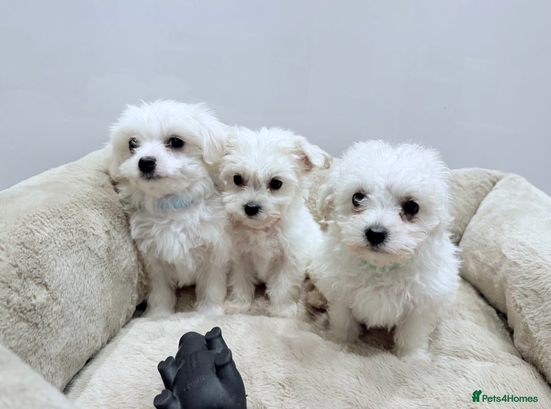 Maltese dogs for sale: Maltese puppies for sale 🐶 - Image 4