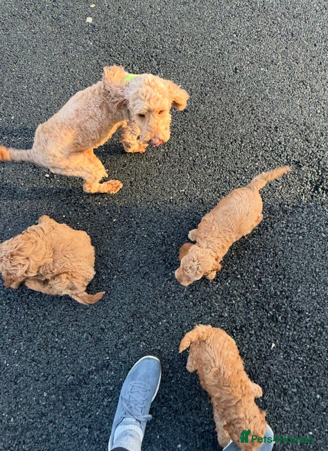 Cockapoo dogs for sale: Quality F1b Cockapoo Puppies - Advert 16