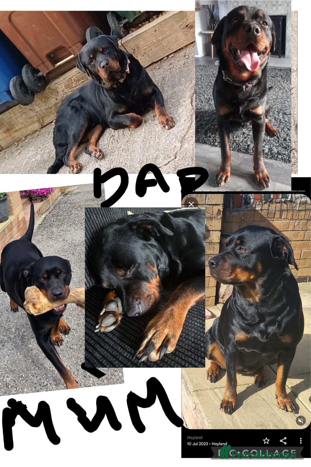 Rottweiler dogs for sale: Rottweiler  - Image 23