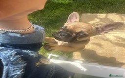 French Bulldog dogs for sale: Frenchie female 4 & half months old - Image 6