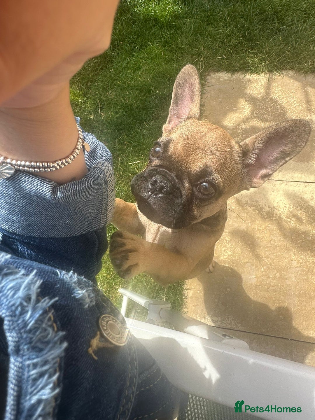 French Bulldog dogs for sale: Frenchie female 4 & half months old - Image 6