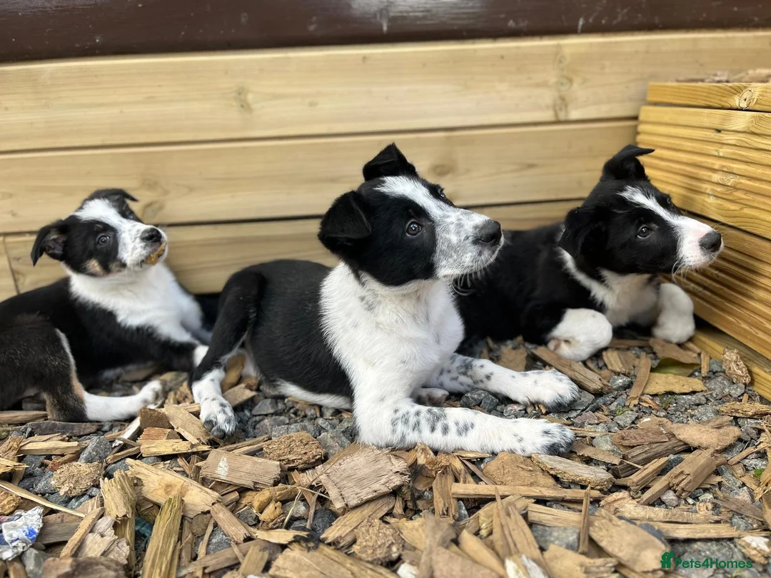 Border Collie dogs for sale: Border collies  - Advert 1