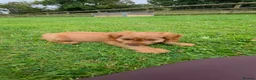 Cockapoo dogs for sale: F1 apricot and red Miniature Cockapoo puppies - Advert 6