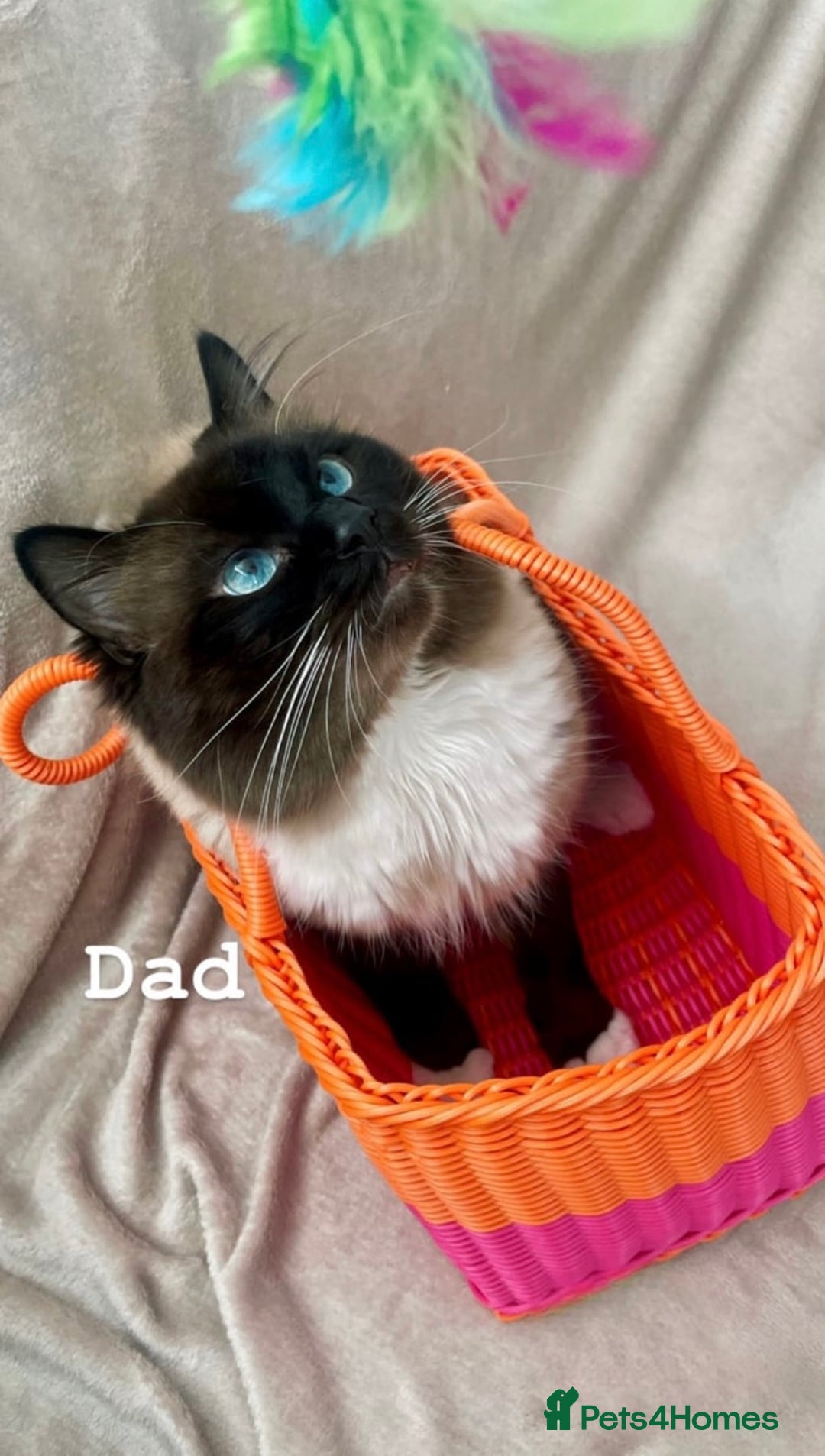 Ragdoll cats for sale: ragdoll kittens - Advert 15