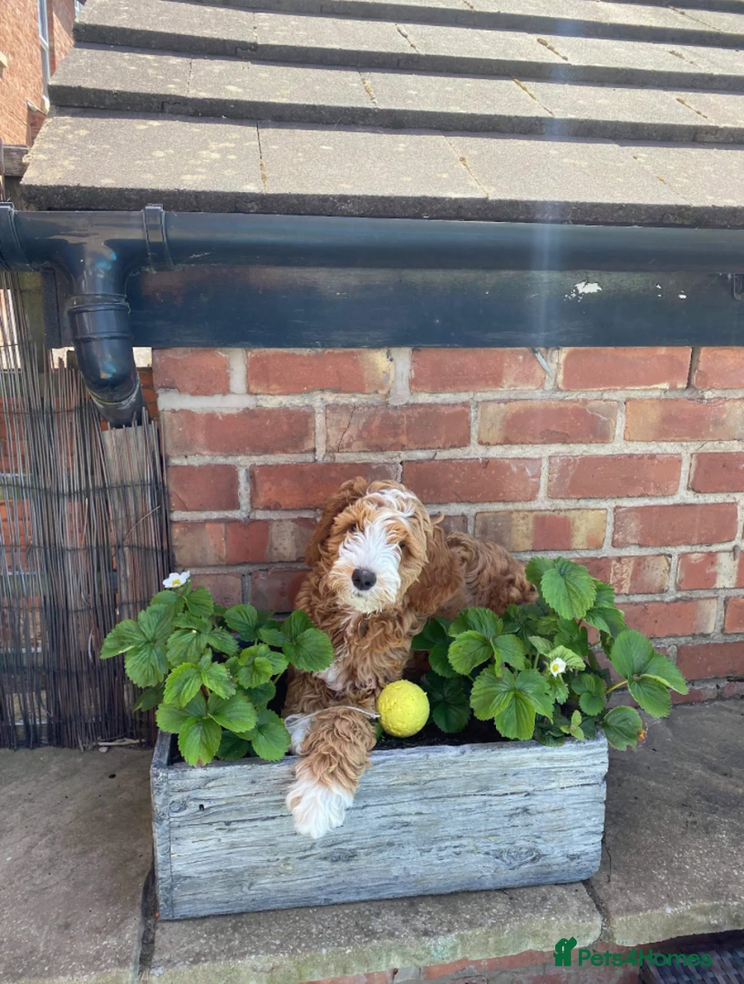 Goldendoodle dogs for stud: Alfie, Proven Goldendoodle for stud-Health Tested in Southport - Advert 6