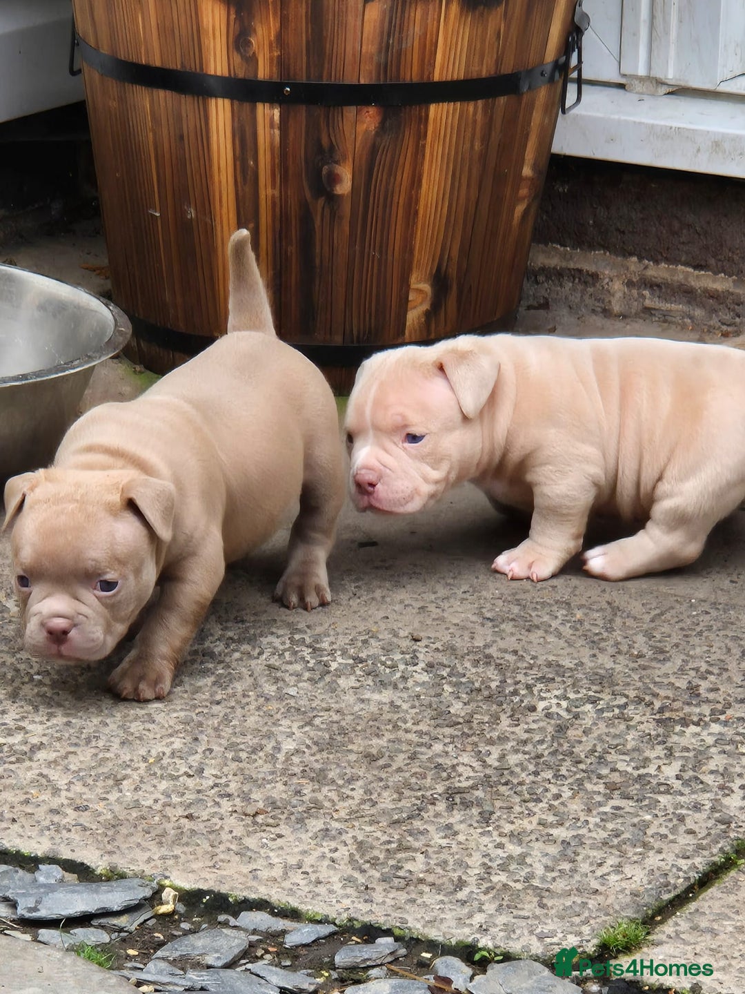 American Bully dogs for sale: Champagne, Chocolate, Merle Micro Pocket Bullys  in Wilmslow - Image 18