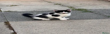 Mixed Breed 2