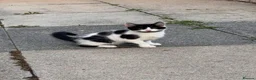 Mixed Breed cats for sale: 2 male cats for sale  - Advert 5