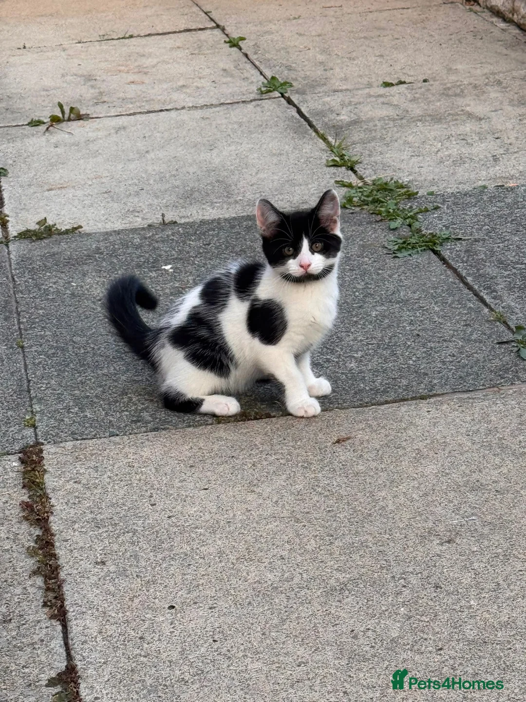 Mixed Breed cats for sale: 2 male cats for sale  - Advert 5