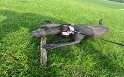 American Bull Staffy dogs for sale: Meet Sugar  - Image 2