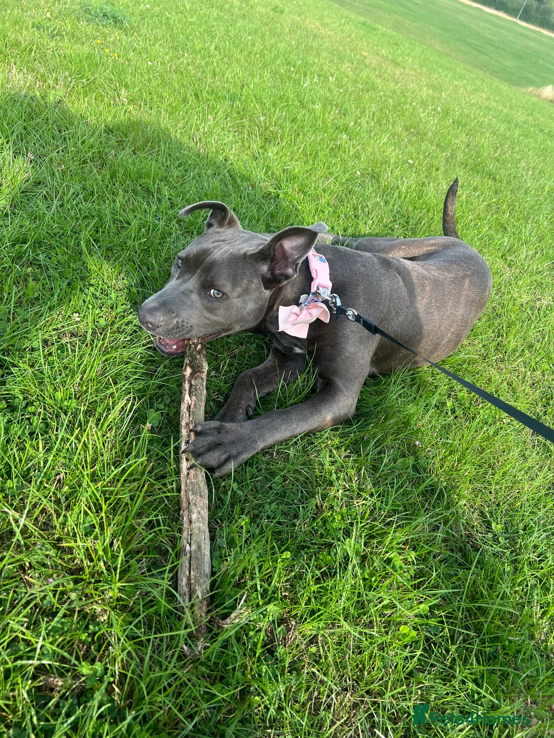 American Bull Staffy dogs for sale: Meet Sugar  - Image 2