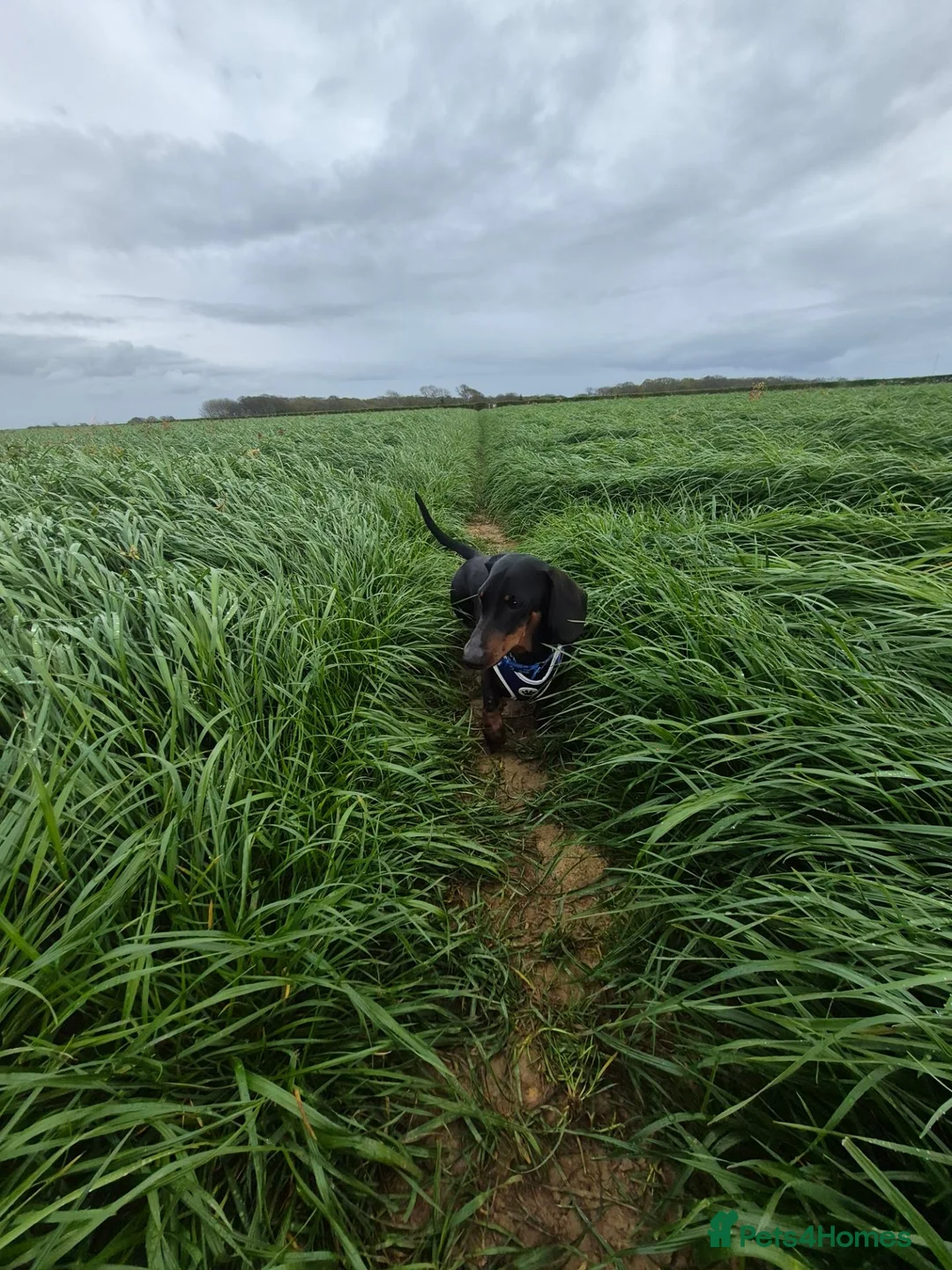 Dachshund dogs for stud: Rogger the super sprem dachshund  in Folkestone - Advert 5