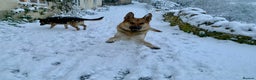 German Shepherd dogs for stud: Spectacular GSD wolfdog *for Stud only* in Dursley - Advert 21