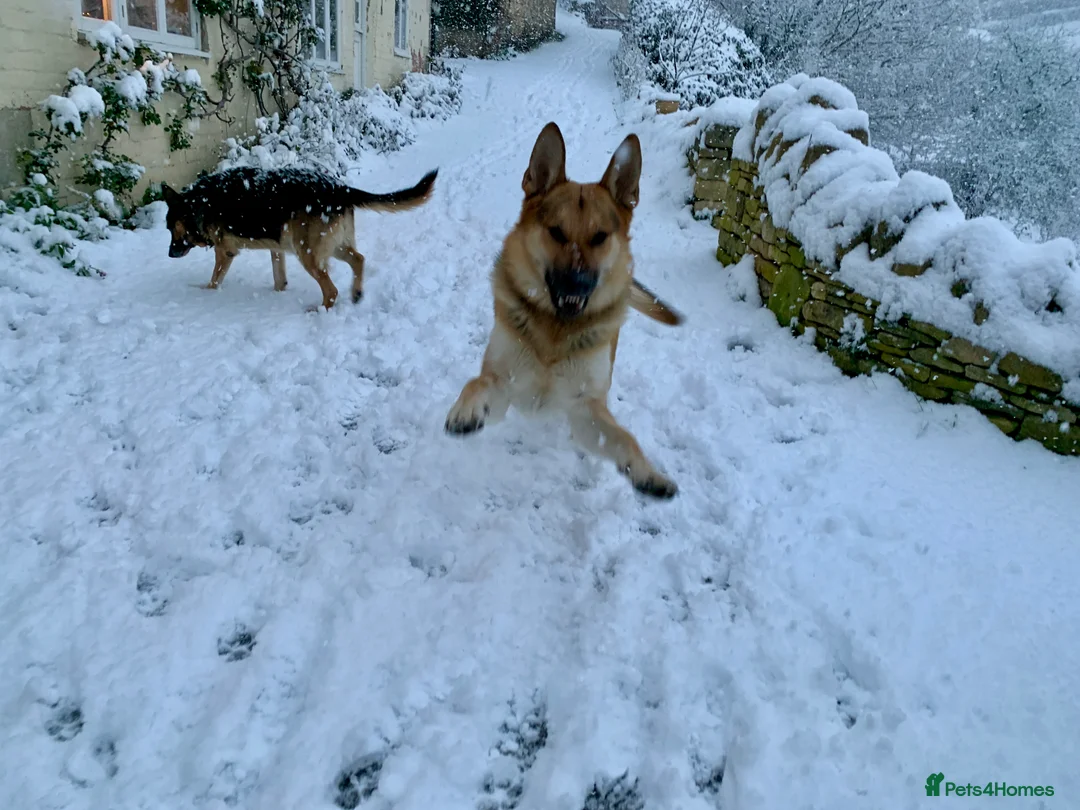 German Shepherd dogs for stud: Spectacular GSD wolfdog *for Stud only* in Dursley - Advert 21