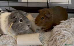 Guinea Pig rodents for sale: Two Adorable Guinea Pigs Looking for a Loving Home - Image 1