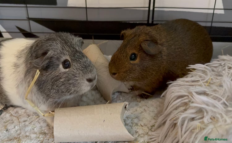 Guinea Pig rodents - Advert 2