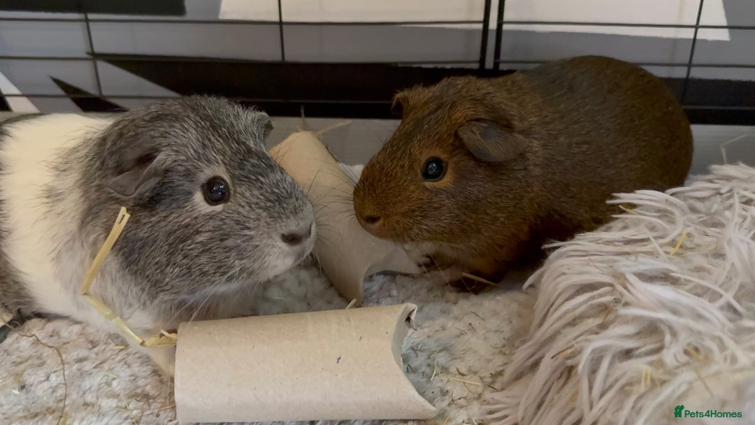 Guinea Pig rodents for sale: Two Adorable Guinea Pigs Looking for a Loving Home - Image 1