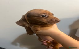 Miniature Dachshund dogs for sale: Gorgeous Miniature Dachshunds - Image 14