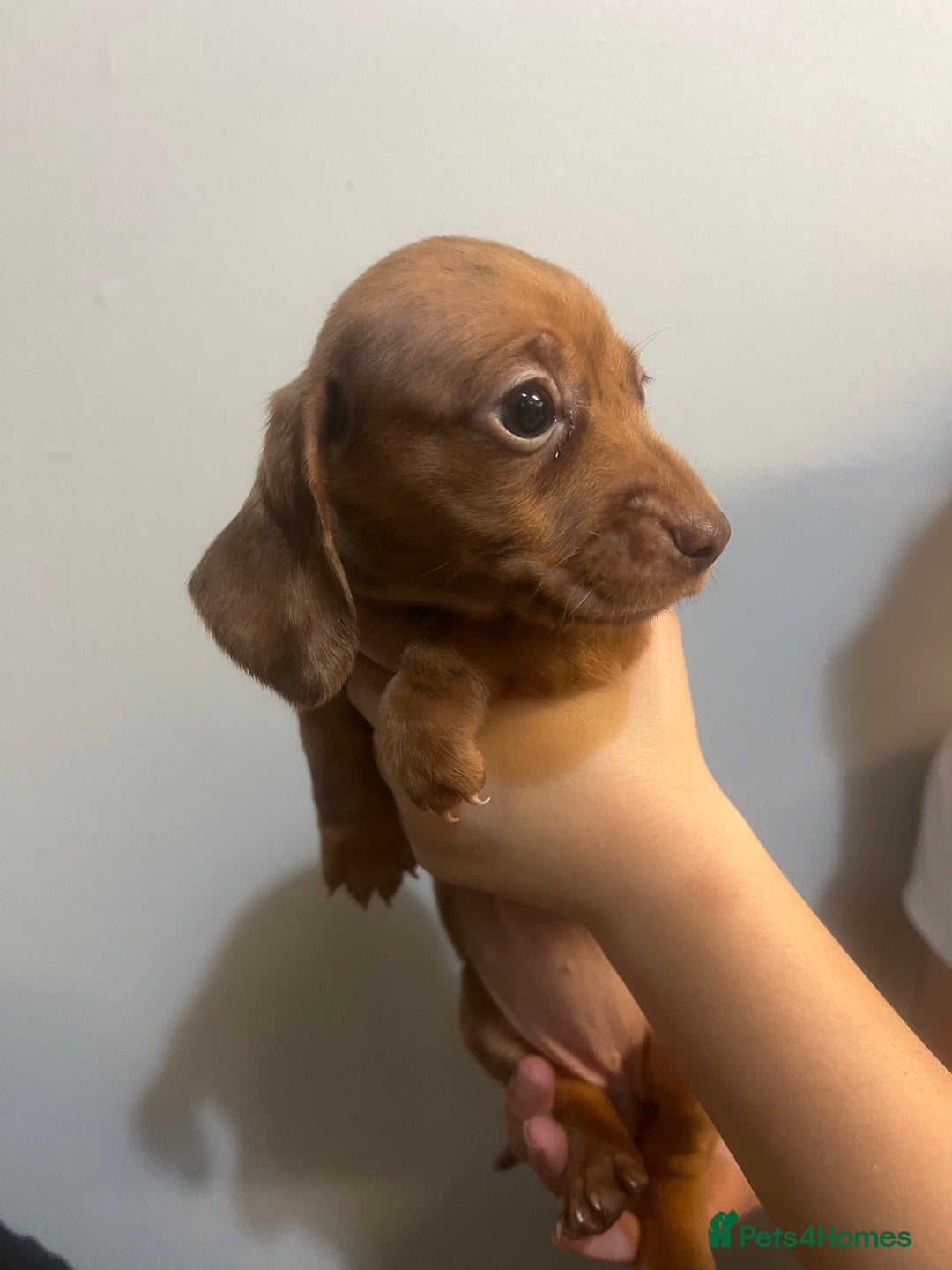Miniature Dachshund dogs for sale: Gorgeous Miniature Dachshunds - Image 14