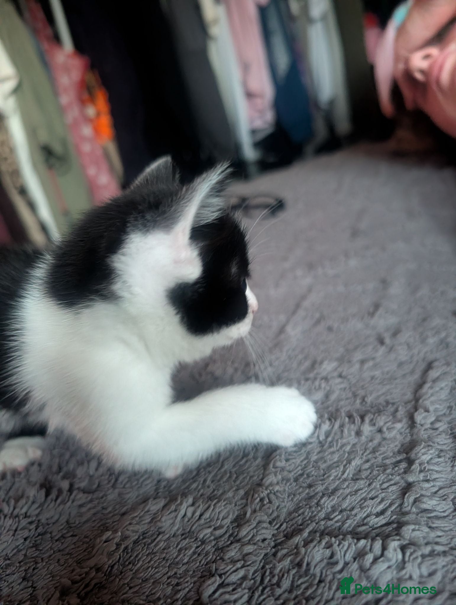 Mixed Breed cats Kittens - Advert 2