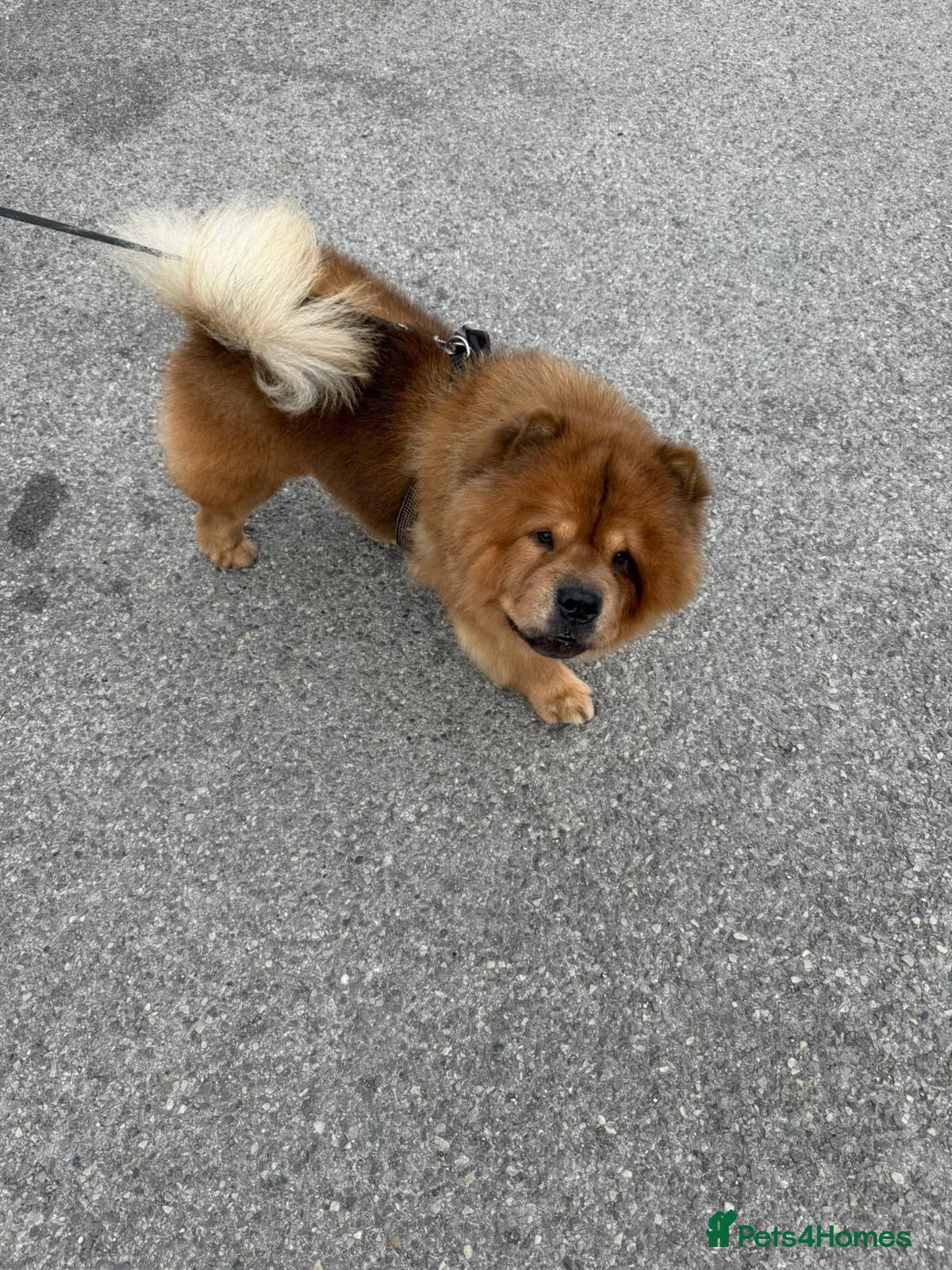 Chow Chow dogs Male chow chow  - Advert 2