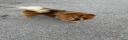 Chow Chow dogs for sale: Male chow chow  in Wellingborough - Advert 1