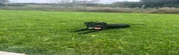 Cane Corso dogs for sale: Cane Corso Puppy - Advert 2