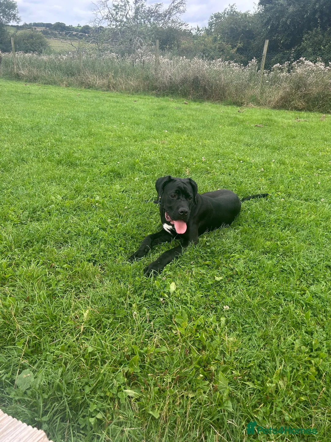 Cane Corso dogs for sale: Cane Corso Puppy - Advert 2