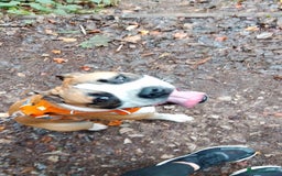 Mixed Breed dogs for sale: Staffy cross boxer female - Image 3