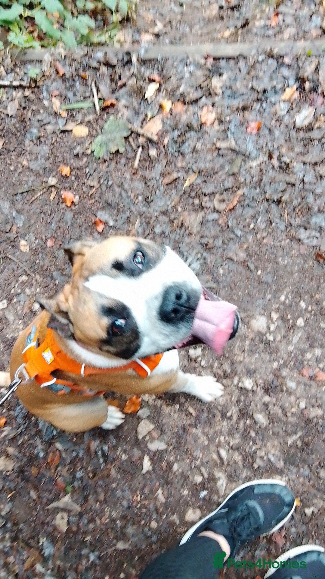 Mixed Breed dogs for sale: Staffy cross boxer female - Image 3