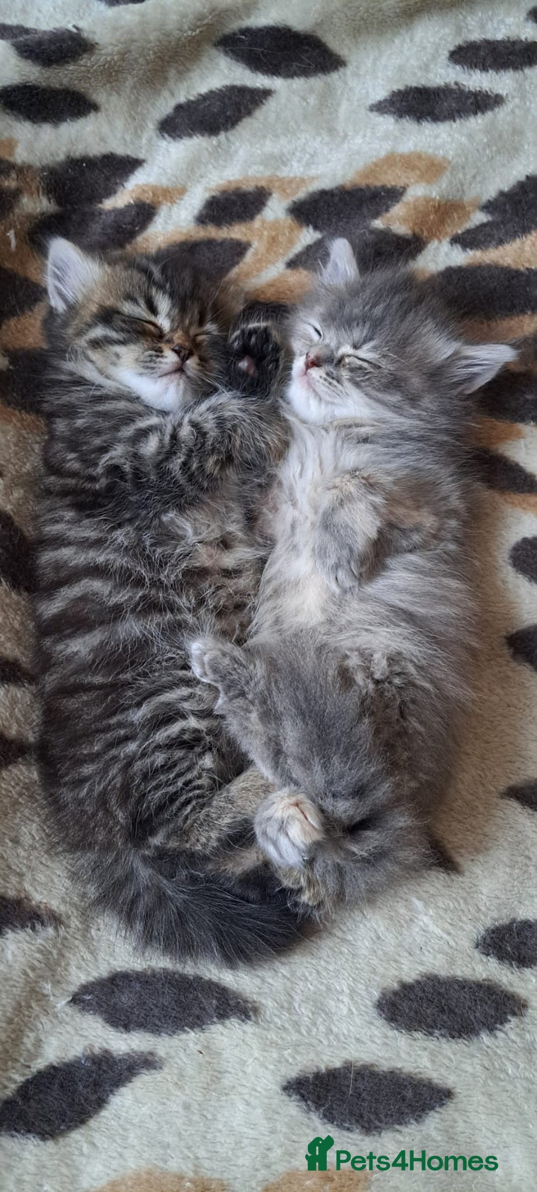 Siberian cats for sale: 9 beautiful Siberian kittens  - Image 4
