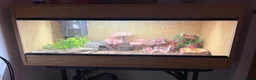 Bearded Dragon reptiles for sale: Bearded Dragon and full set up in Hartlepool - Advert 3