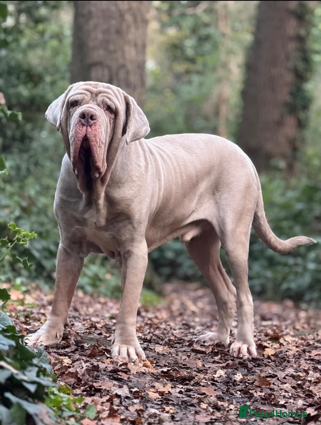 Neapolitan Mastiff dogs for sale: Neapolitan mastiff champion bloodline - Advert 4