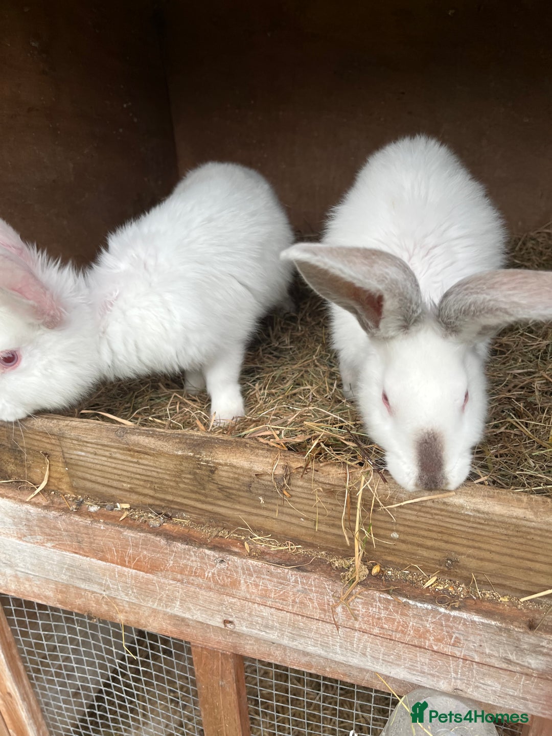 British Giant rabbits for sale: Rabbits for sale  - Image 5
