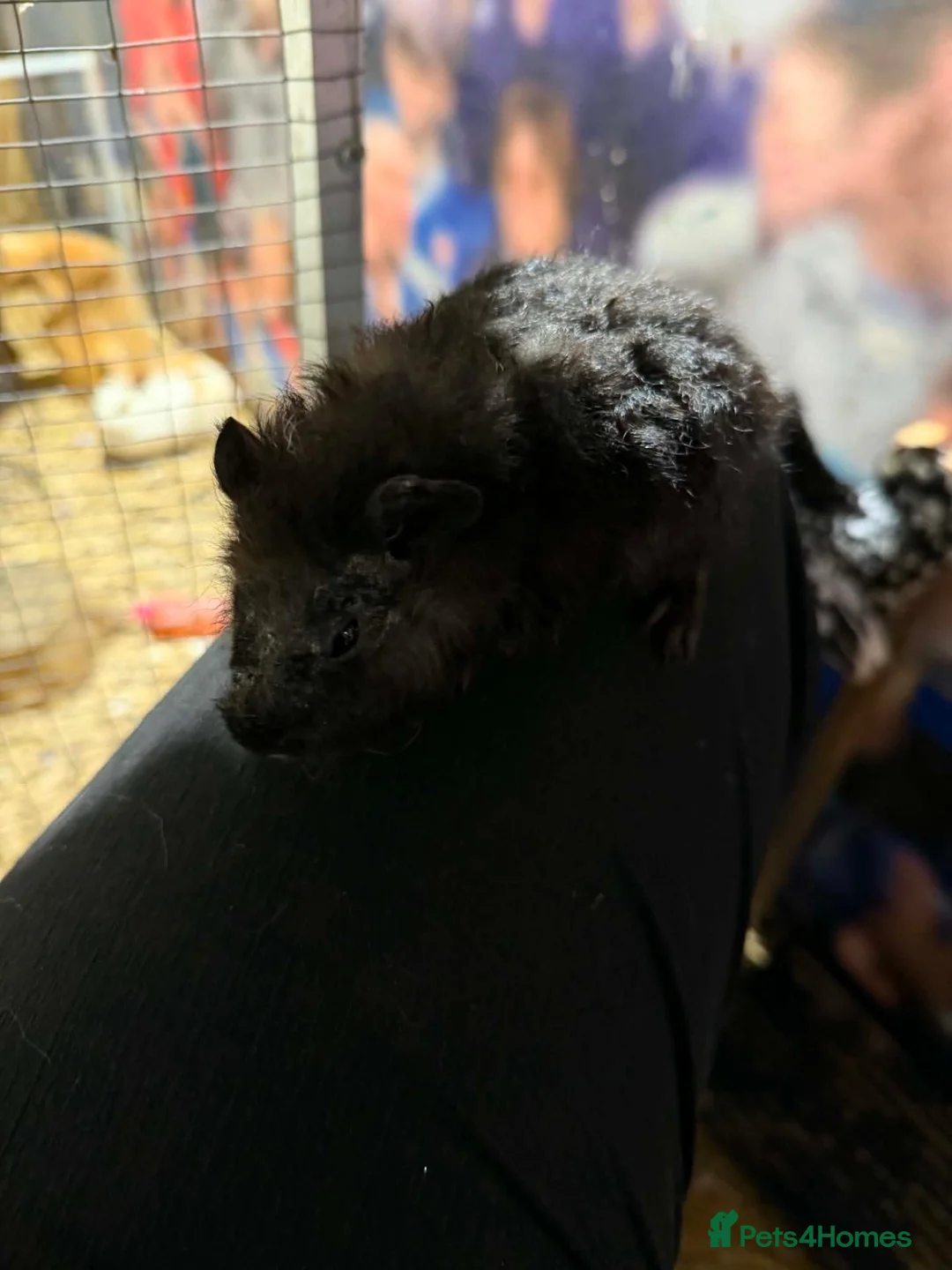 Mixed Breed rabbits for sale: ALL REHOMED SORRY - Advert 2