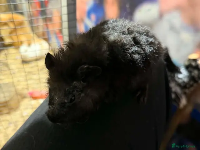 Mixed Breed rabbits ALL REHOMED SORRY - Advert 2