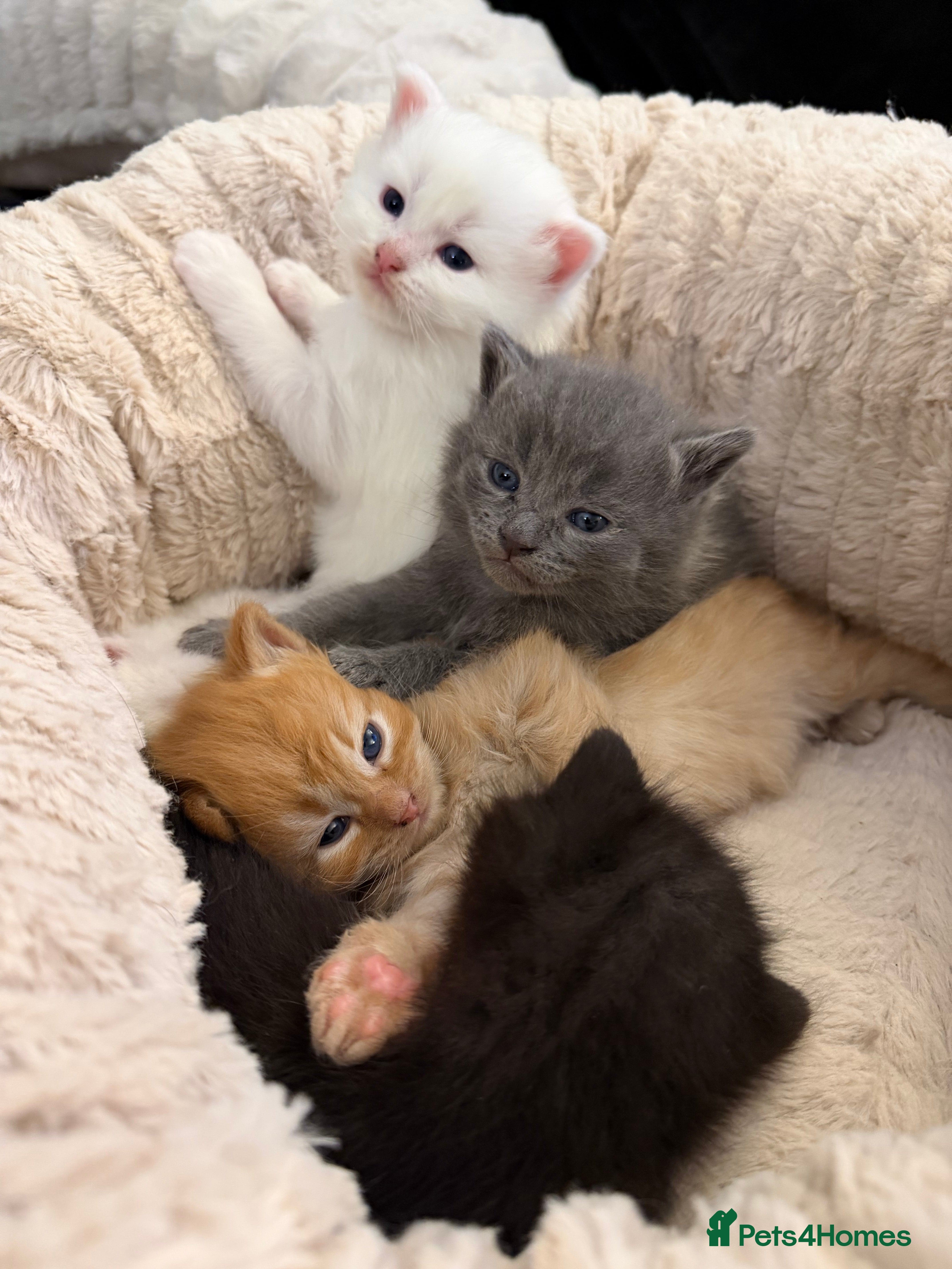 Ragdoll cats 5 beautiful kittens for sale - Advert 1