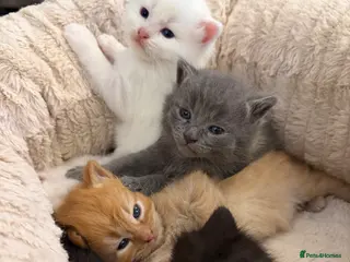 Ragdoll cats 5 beautiful kittens for sale - Advert 1