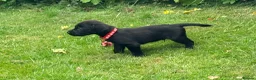 Cockerdor dogs for sale: Working Cockador Pups chocolate black white  - Advert 18